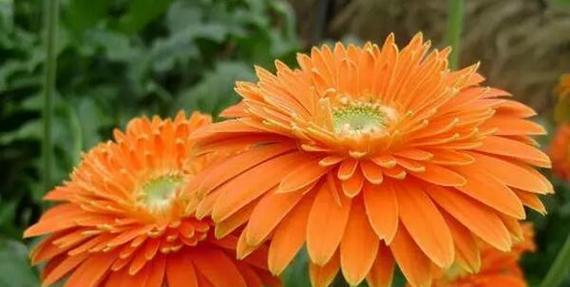 以太阳花代表什么花语——阳光、希望和友谊（探究以太阳花的花语及其象征意义）