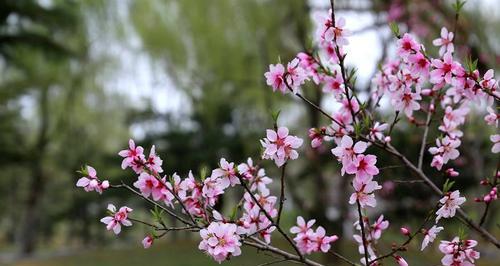 桃花的象征意义（桃花盛开的美丽与希望）