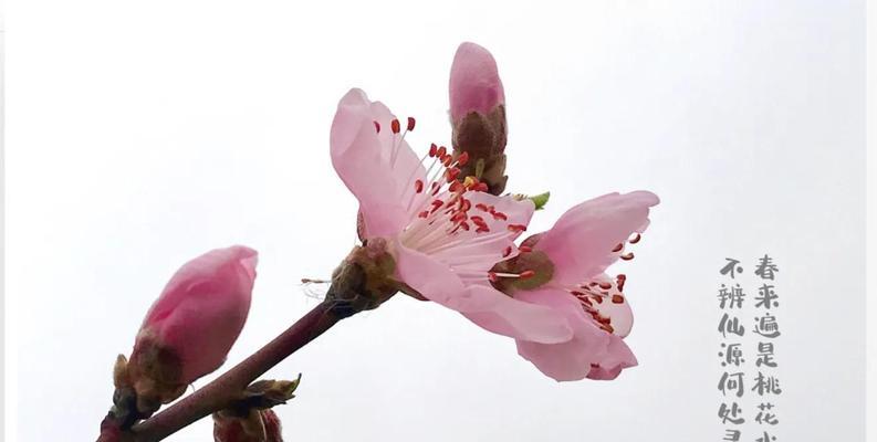 桃花的花语与寓意（桃花的美丽与神秘）