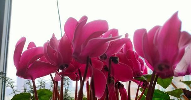 以仙客来的花语，传递美丽与祝福（用花语讲述的幸福故事）