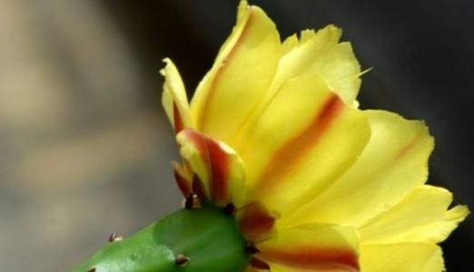 仙人掌的花语（仙人掌的花语意味着什么）
