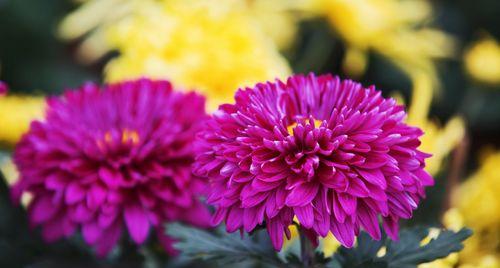 湘潭市花菊花的象征与寓意（湘潭市花菊花的美丽与文化传承）