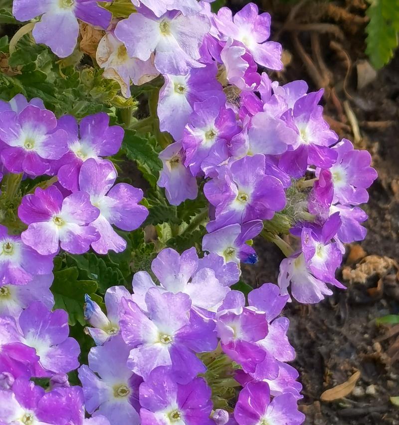 榆树花开，寓意生生不息（榆树花语和寓意一览）