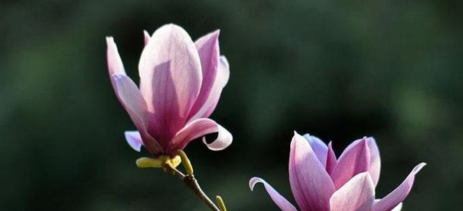 玉兰花的花语与象征寓意（探寻玉兰花的含义）