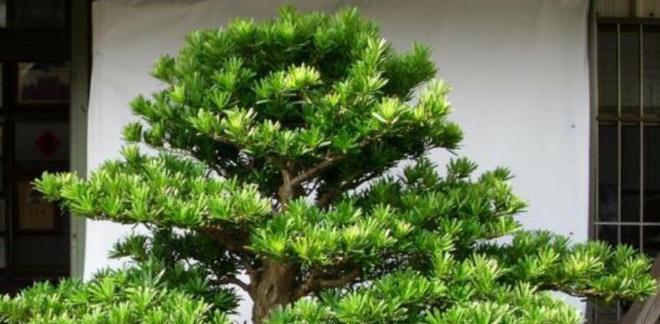 长寿植物的秘密（揭开长寿植物背后的奥秘）