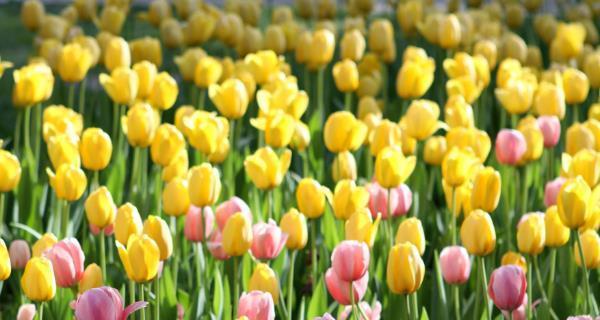 野生郁金香的花语（花开如火）