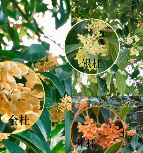 银桂（独特香气的银桂）