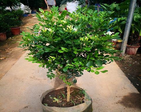 九里香花的花语之谜（探秘九里香花的隐藏意义）