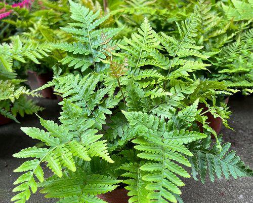 喜阴花卉的种植与养护（探究室外适合生长的喜阴花卉种类及其特点）
