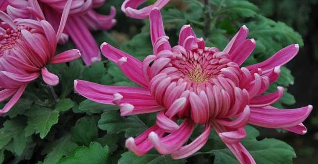 紫色菊花的花语大揭秘(探寻紫色菊花所传达的深意) 紫色菊花的花语大揭秘(探寻紫色菊花所传达的深意)