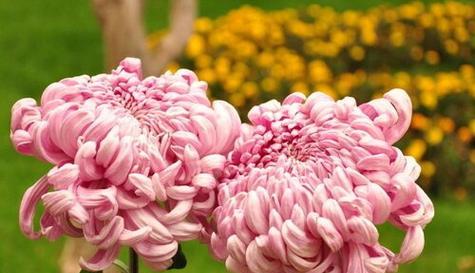 菊花的品质与象征（展现高尚美德的自然之花）