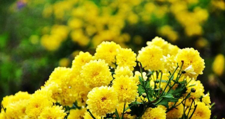 菊花的象征意义及文化价值（探秘菊花的寓意和传统文化）