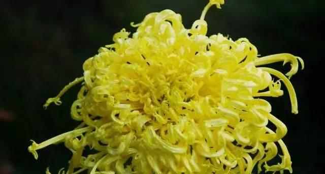 菊花的象征意义与传统文化（揭秘菊花的文化内涵与社会意义）