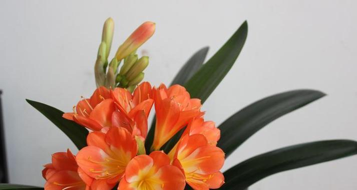以君子兰的花语为主题的文章（探究君子兰花语的深意）