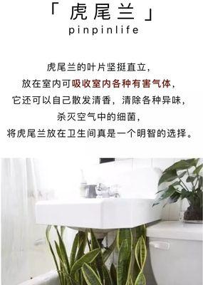 洗手间必备的适合放置的植物（打造健康舒适的卫生间环境）