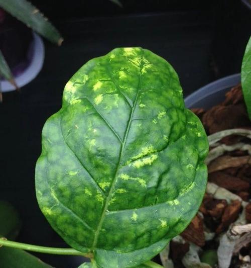 细叶雪茄花叶子干枯的原因和解决方法（如何防止细叶雪茄花叶子干枯）