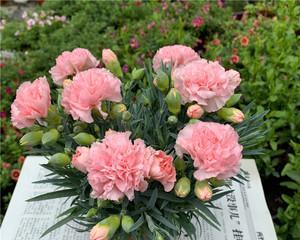 康乃馨的花语与意义（探索康乃馨的情感传达与象征）