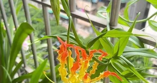 品种丰富，花海绚烂，夏日花园必备（品种丰富）