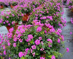 盛夏绽放，七种开花的花卉（夏季花卉品种大揭秘）