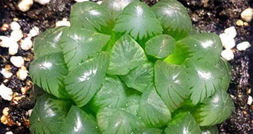 夏季玉露的养护方法（精心呵护）