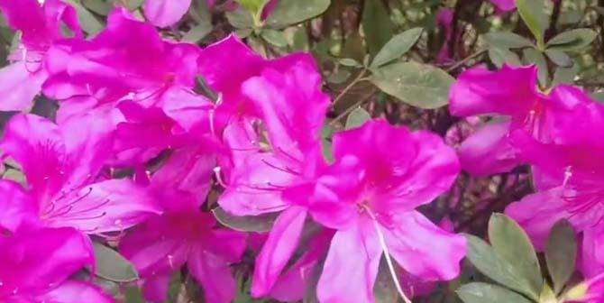 夏鹃花期的来临时间（揭秘夏季美丽花卉的开花时间）