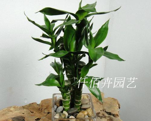夏天水培龙竹的养护指南（让你的龙竹更旺盛）