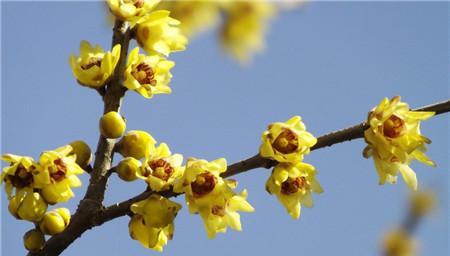 腊梅花的寓意与象征意义（探究腊梅花的美丽与坚韧）
