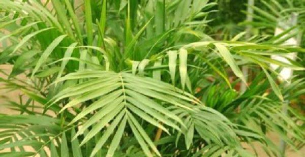 如何在冬季浇水夏威夷椰子（夏威夷椰子的冬季护理方法）