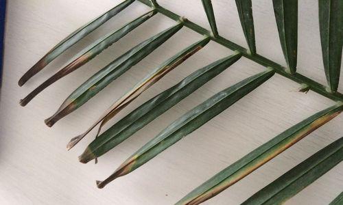 夏威夷植物叶子发黄原因及处理方法（排查营养不足、病虫害影响和环境因素）