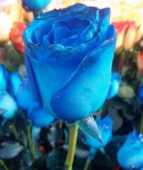以蓝玫瑰花代表的意义（探索蓝玫瑰花的象征与传说）