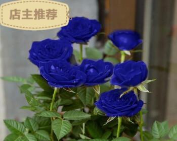 蓝色玫瑰花的寓意与象征（探索蓝色玫瑰花代表的意义和文化背景）