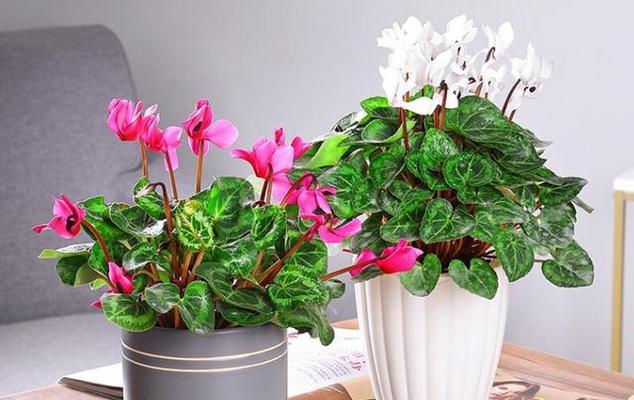 打造盛开无限的仙鹤花园（仙鹤花的养护技巧和注意事项）