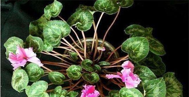 仙客不开花，怎么办（解决仙客不开花的方法和技巧）