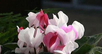 《仙客来的花香味是否有毒》（揭开仙客来毒性的真相）