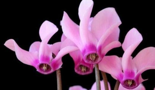 仙客来的花语（探寻仙客来的神秘寓意）