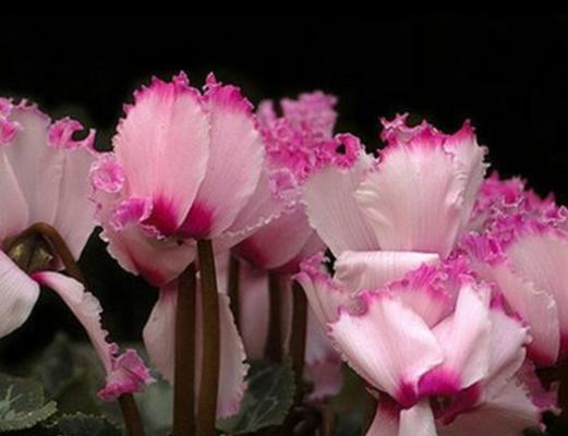 仙客花在冬季开花吗（冬季室内养仙客花）