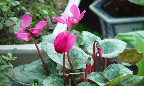 仙客来花的生长期（探寻仙客来花生长的奥秘）