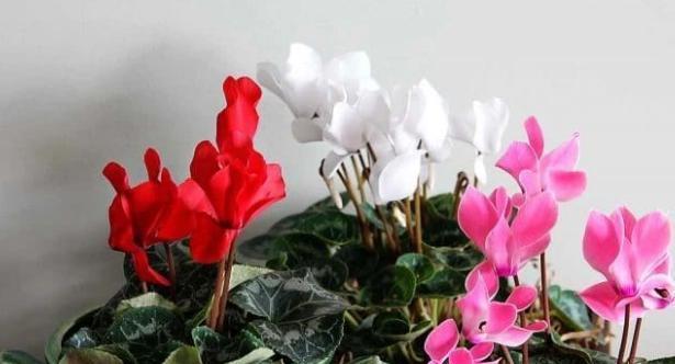 仙客来花期管理方法与要点（打造鲜艳多姿的花海景观）