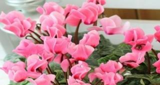 探究仙客来几年生植物的生长习性与养护技巧（从萌芽到成长）