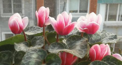 仙客来开完花后如何管理（生花期间的养护和管理技巧）