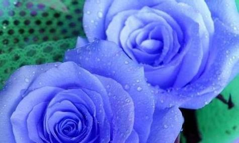 蓝色妖姬的花语与魅力（探寻蓝色妖姬的神秘花语）