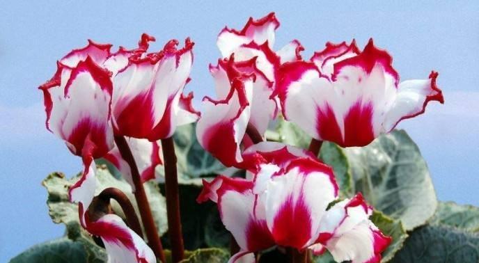 仙客来怕冻吗？室外过冬还需注意什么？