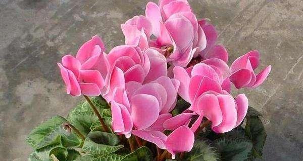 仙客的体温调节特性（究竟是怕冷还是怕热）