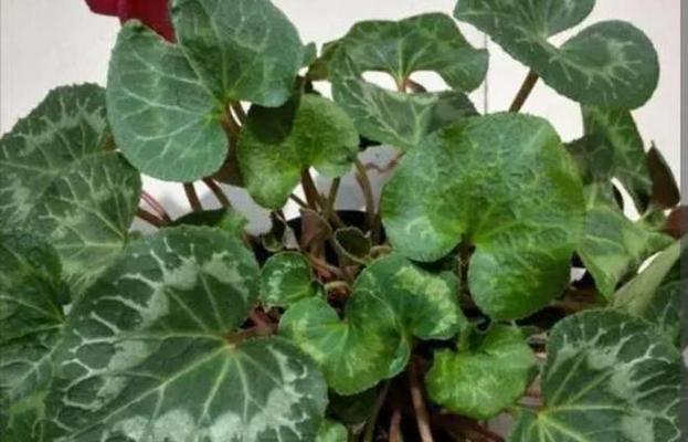 仙客来为什么怕晒（揭秘仙客来的阳光恐惧症）
