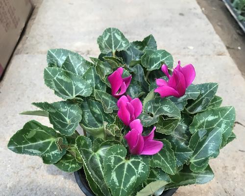 仙客来分株指南（如何正确分株仙客来）