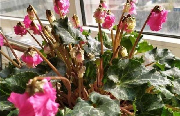 仙客换盆时间合适吗（仙客换盆时应注意的事项）