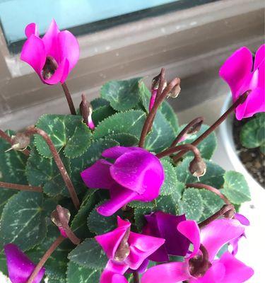 仙客来，一种多年生植物（了解仙客来的生长习性与繁殖方式）