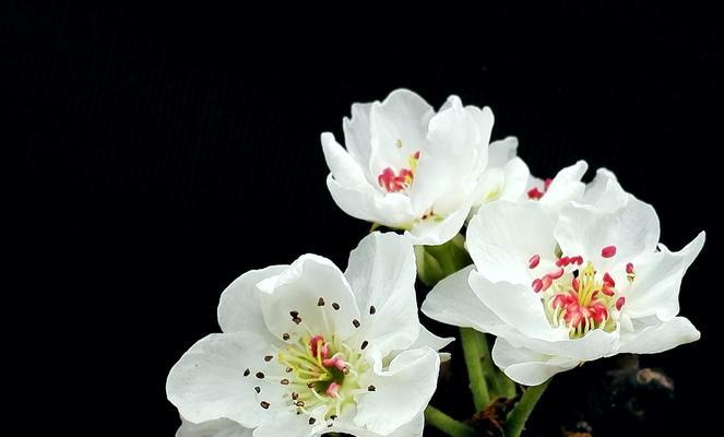 梨花花语（探寻梨花花语的深刻内涵与美丽传说）