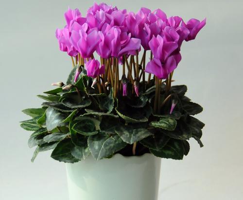 仙客来种植指南（如何根据仙客来的特性选择合适的盆容量）