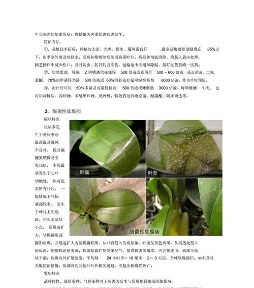 仙客来叶子卷曲的原因及补救处理方法（揭秘仙客来叶子卷曲的原因与补救处理技巧）